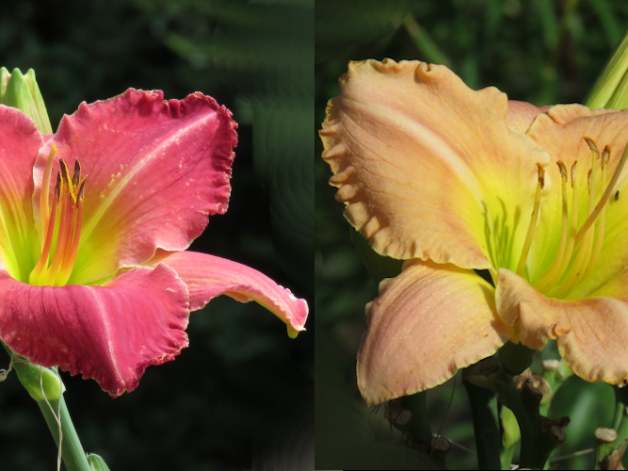 K13 x Victoria Park Pink Daylily Seed P346