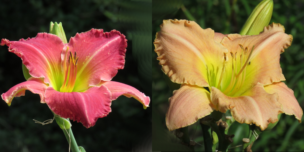K13 x Victoria Park Pink Daylily Seed (P346)