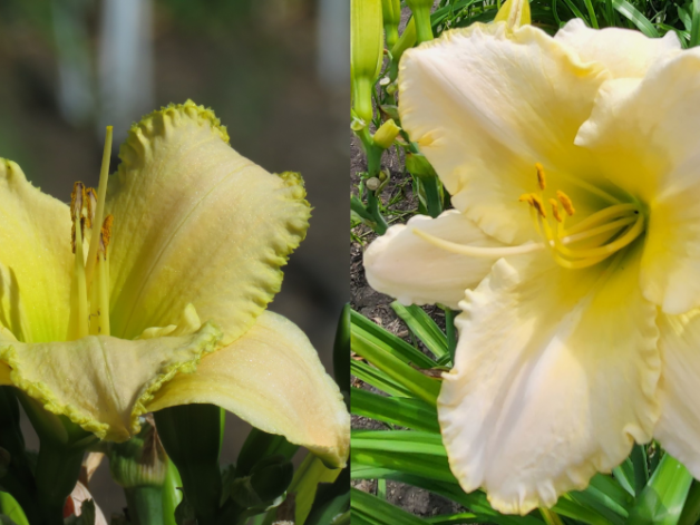 Prosecco x Dunedin (P332)