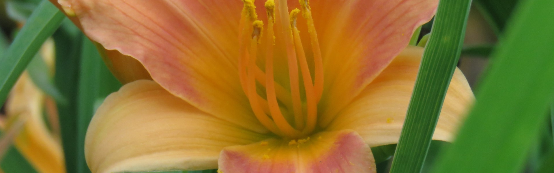 DAYLILIES
