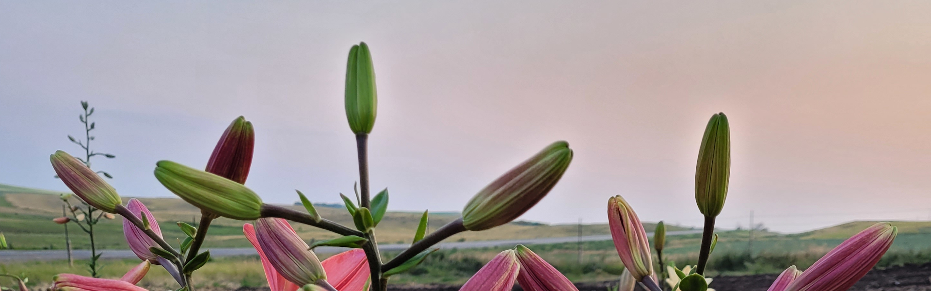 Lilies