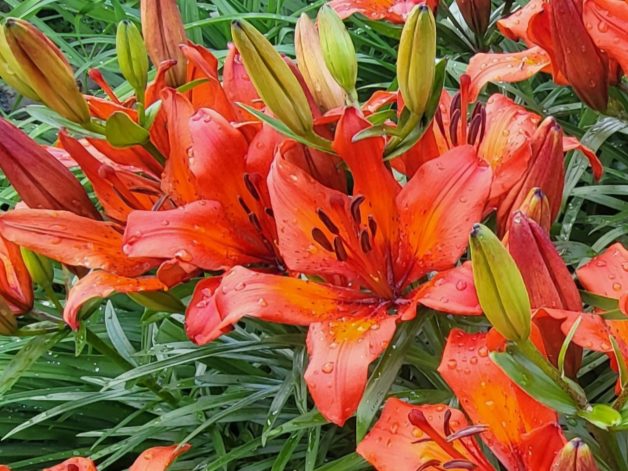 Grandma's Orange Lily - Heritage, Unknown Name