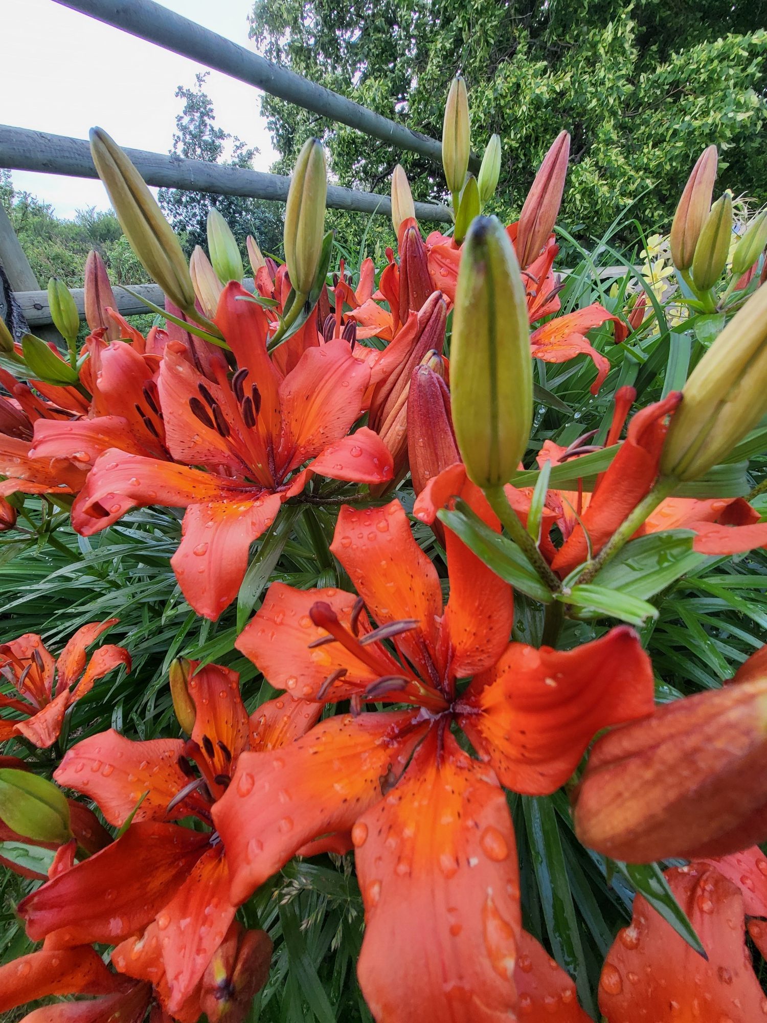 Grandma's Orange Lily - Heritage, Unknown Name - Image 3