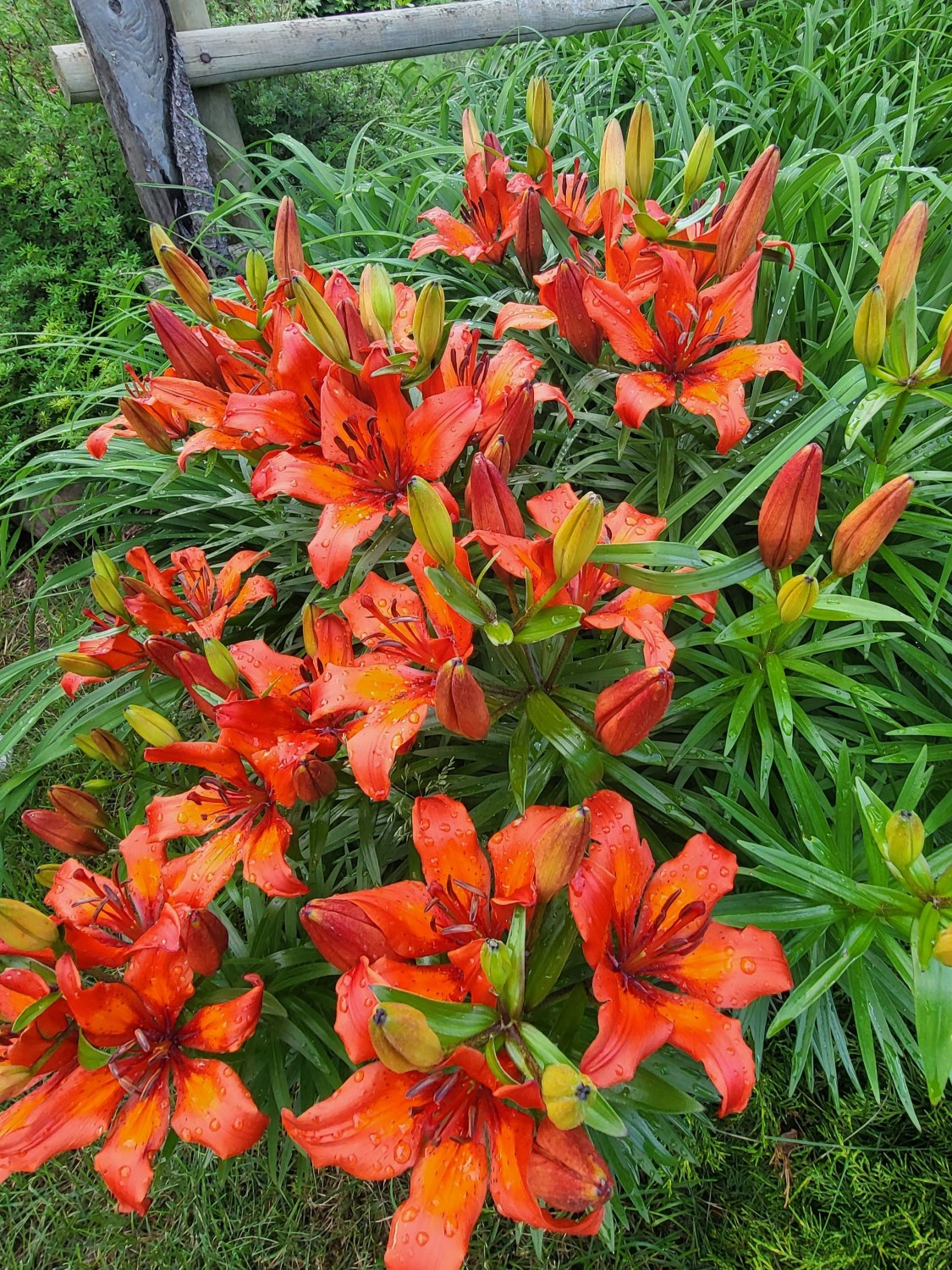 Grandma's Orange Lily - Heritage, Unknown Name - Image 4