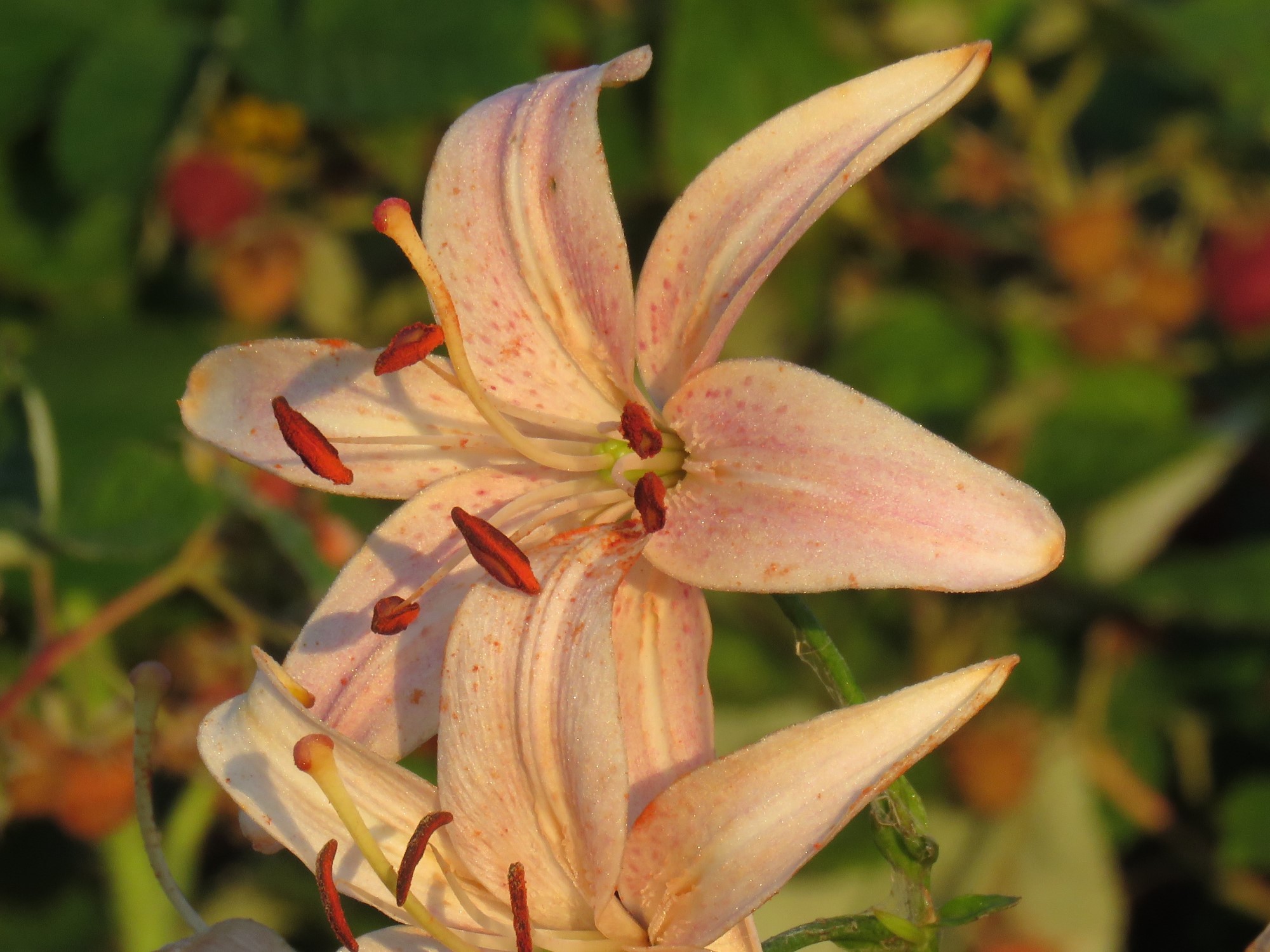 Honey Pink - Image 2