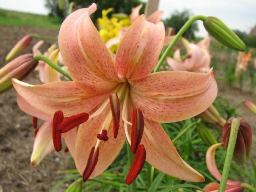 Honey Pink