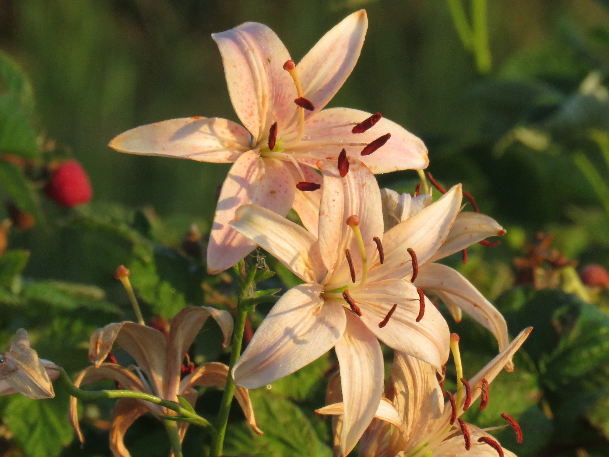 Honey Pink - Image 3