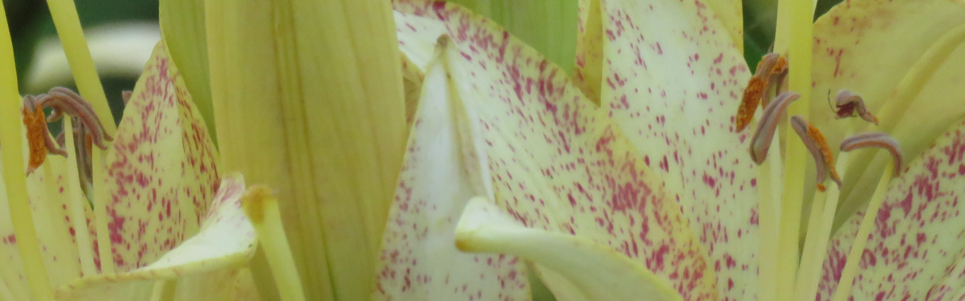 Lilies