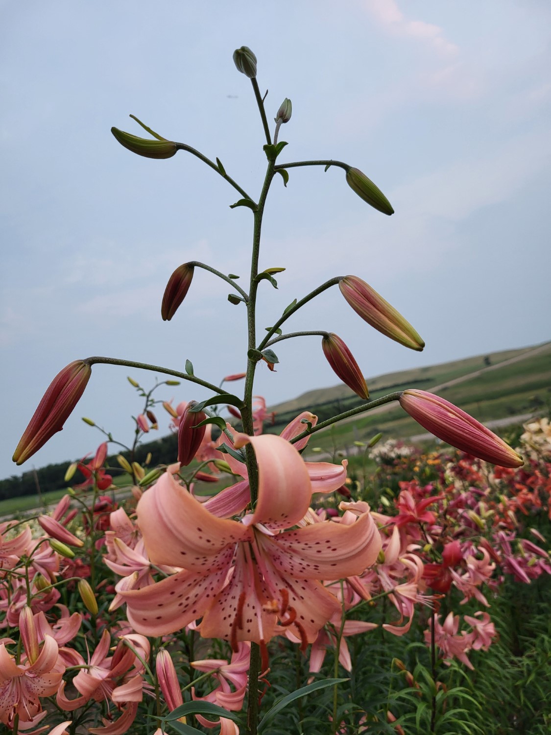 Peach Fire (LF, 2026) - Image 5