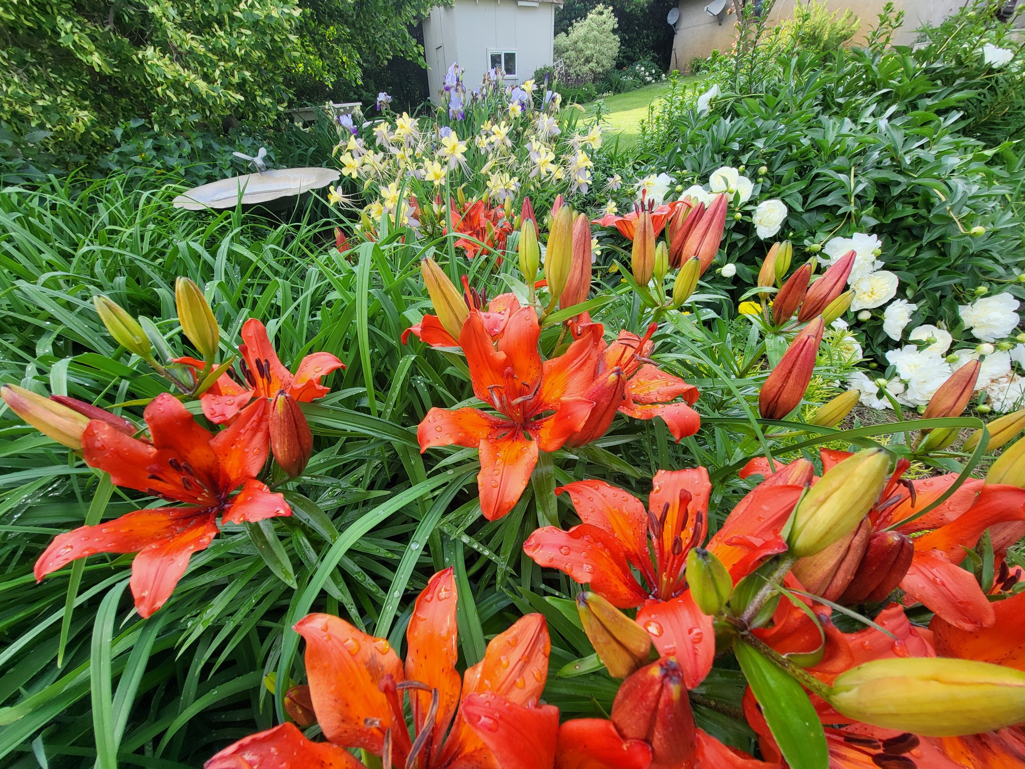 Grandma's Orange Lily - Heritage, Unknown Name - Image 5
