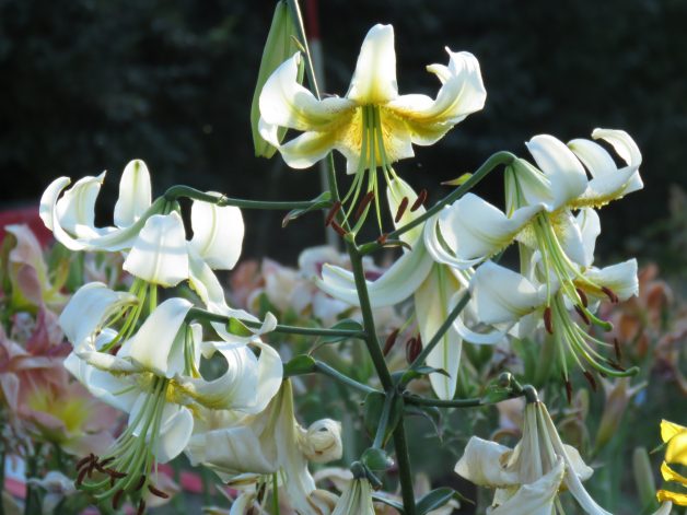 White Henryi